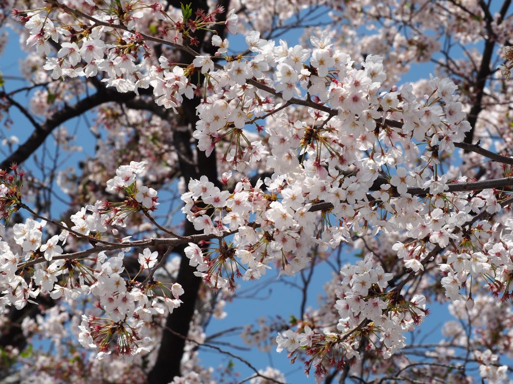 恵比寿　桜